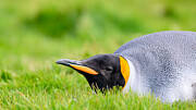 King Penguin Sista Photograph by Ann Cornelis