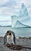 King Penguins (aptenodytes Patagonicus) Photograph by Max Seigal