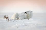 Kisses Photograph by Fion Wong