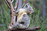 Koala in Tree Photograph by Dawn Richards Koala in Tree Photograph by Dawn Richards