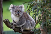 Koala Photograph by Momorad