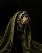 Koby Wrapped in a Blanket Photograph by Mariah Mobley