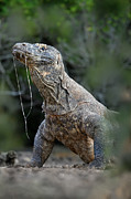 Komodo Dragon Male, Drooling Before Feeding In Mangroves At Photograph by Nick Garbutt / Naturepl.com