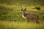 Kudu (tragelaphus Strepsiceros) Photograph by Roger De La Harpe