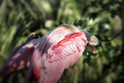 Lady In Pink Photograph by Mary Lou Chmura