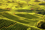 Langhe vineyards sunset panorama, Barolo, Piedmont, Italy Europe Photograph by Stefano Orazzini