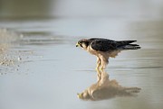Lanner Falcon In A Pool Of Rainwater Photograph by Science Photo Library