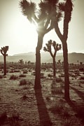 Late Afternoon Sepia Photograph by Joseph S Giacalone