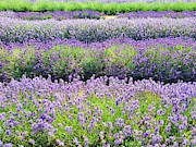 English Lavender Fields Photograph by Andrea Whitaker English Lavender Fields Photograph by Andrea Whitaker