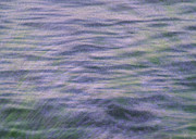 Lavender Field Photograph by Minnie Gallman
