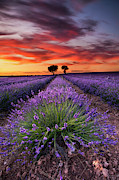 Lavender spirits Photograph by Jorge Maia