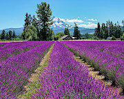 Lavender Valley Farm Photograph by Robert Bellomy