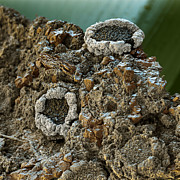 Lecanora Crenulata Photograph by Meckes/ottawa