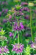 Lemon Mint (monarda Citriodora) Photograph by Science Photo Library
