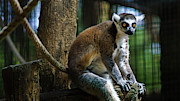 Lemur Sitting at Branch Zoo Photograph by Sapiens Verbum Lemur Sitting at Branch Zoo Photograph by Sapiens Verbum