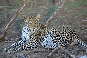 Leopard (panthera Pardus) Lying Photograph by Roger De La Harpe