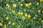 Lesser Celandine Flowers Photograph by Science Photo Library