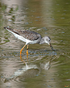 Lesser Yellowlegs Sandpiper DMSB0195 Photograph by Gerry Gantt