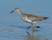 Lesser Yellowlegs Sandpiper DMSB0203 Photograph by Gerry Gantt