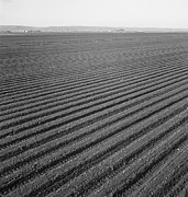 Lettuce Field In Salinas Valley, California, 1939 Photograph by Dorothea Lange