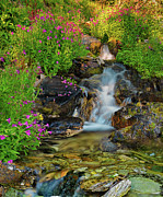 Lewis Monkey flowers and cascade Photograph by Leland D Howard