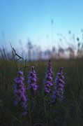 Liatris Photograph by Nisah Cheatham