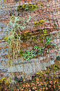 Lichen On Bark Photograph by Michael Lustbader