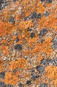Lichen Photograph by Science Photo Library