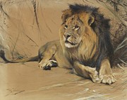 Liegender Lowe Painting by Wilhelm Kuhnert