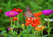 Life is Good in the Garden Photograph by Lynn Bauer
