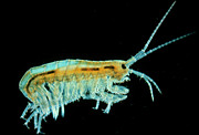 Light Micrograph Of A Freshwater Shrimp. Photograph by Science Photo Library