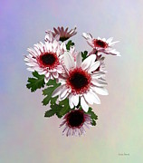 Light Pink Mums With Dark Pink Center Photograph by Susan Savad Light Pink Mums With Dark Pink Center Photograph by Susan Savad