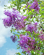 Lilacs on a Sunny Day Photograph by Susan Savad Lilacs on a Sunny Day Photograph by Susan Savad