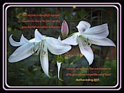 Lilies of the Field Photograph by Richard Thomas