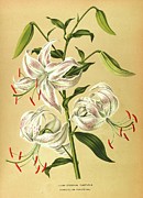 Lilium Speciosum Punctatum Painting by Arentine H. Arendsen