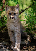 LInk baby kit Photograph by Rudy Viereckl