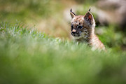 Linx baby Photograph by Rudy Viereckl Linx baby Photograph by Rudy Viereckl