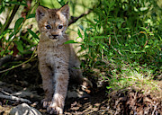 Linx kit  Photograph by Rudy Viereckl