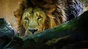 Lion Head Looking at Camera Photograph by Sapiens Verbum