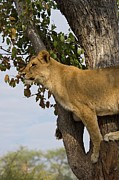 Lion (panthera Leo) In A Tree. Victoria Photograph by Roger De La Harpe