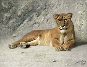 Lioness Resting Painting by Jan Van Essen