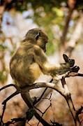 Little baboon Photograph by Robert Grac Little baboon Photograph by Robert Grac