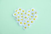 Little Daisy Photograph by Poppy Thomas-hill
