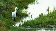 Little Egret Egretta Garzetta Las Salinas Photograph by Sapiens Verbum Little Egret Egretta Garzetta Las Salinas Photograph by Sapiens Verbum
