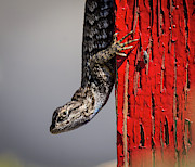 Lizard on Red Photograph by Rick Mosher