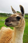 Llama In Scotland Photograph by Science Photo Library