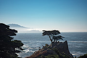 Lone Cypress Photograph by Web Browning