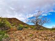 Lone Palo Verde Photograph by Judy Kennedy