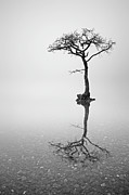 Lone Tree in the Mist Photograph by Grant Glendinning Lone Tree in the Mist Photograph by Grant Glendinning