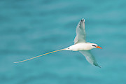 Longtail Fly-By Photograph by Jeff at JSJ Photography Longtail Fly-By Photograph by Jeff at JSJ Photography